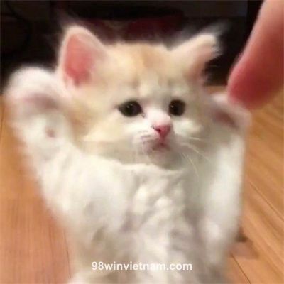 Ảnh đại diện của Anh